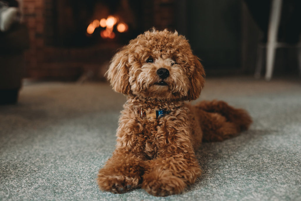 cute little fluffy dog in front of a fireplace at a Franklin Barn Wedding