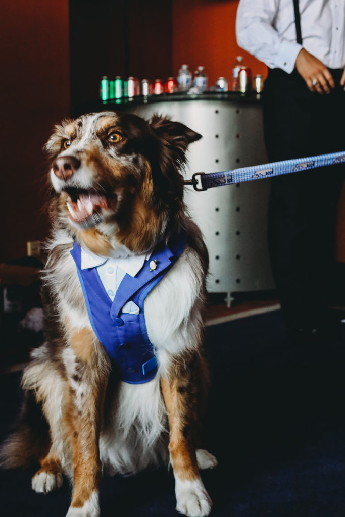 dog in a tuxedo harness at a Charming Regions Tower Wedding